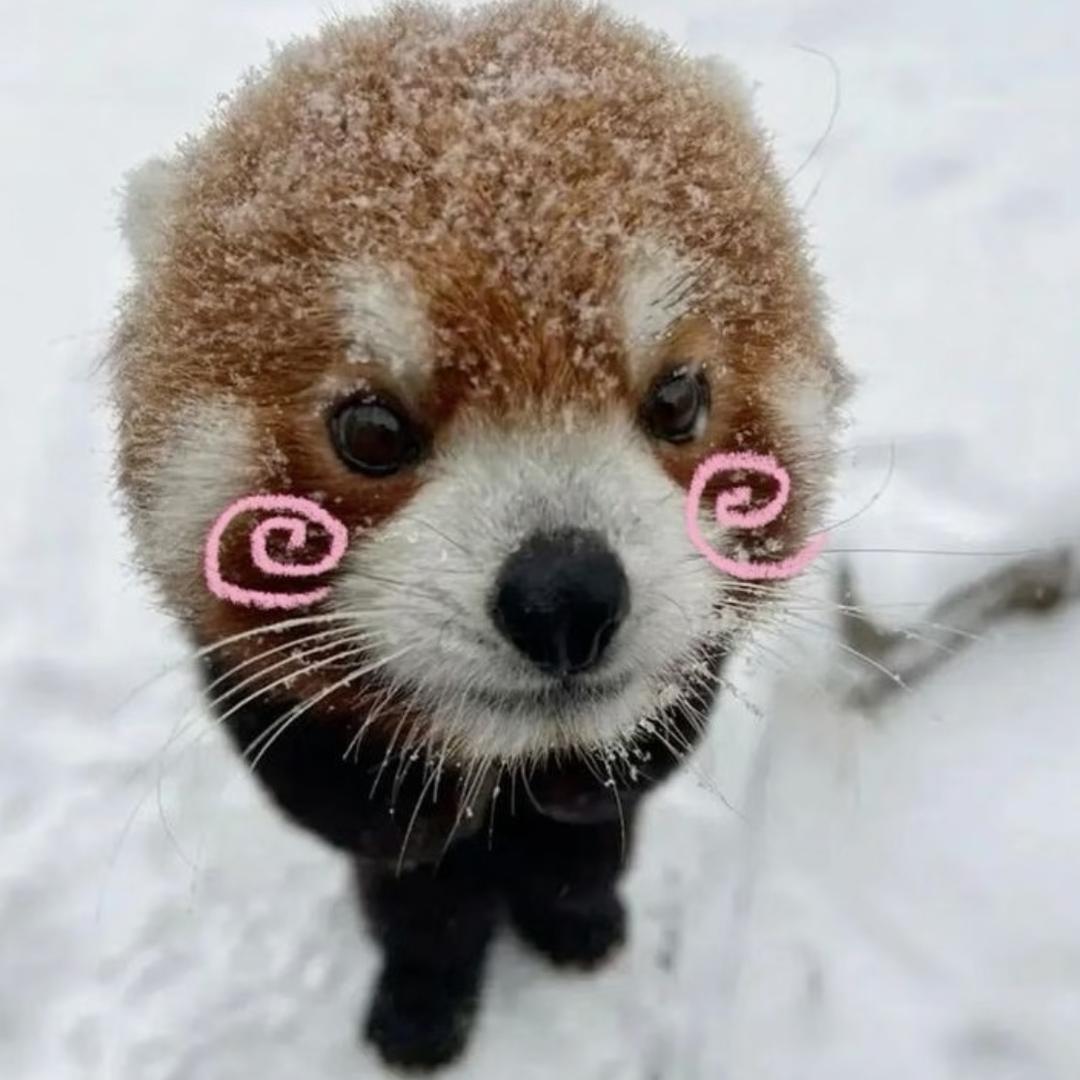 小苇苇苇