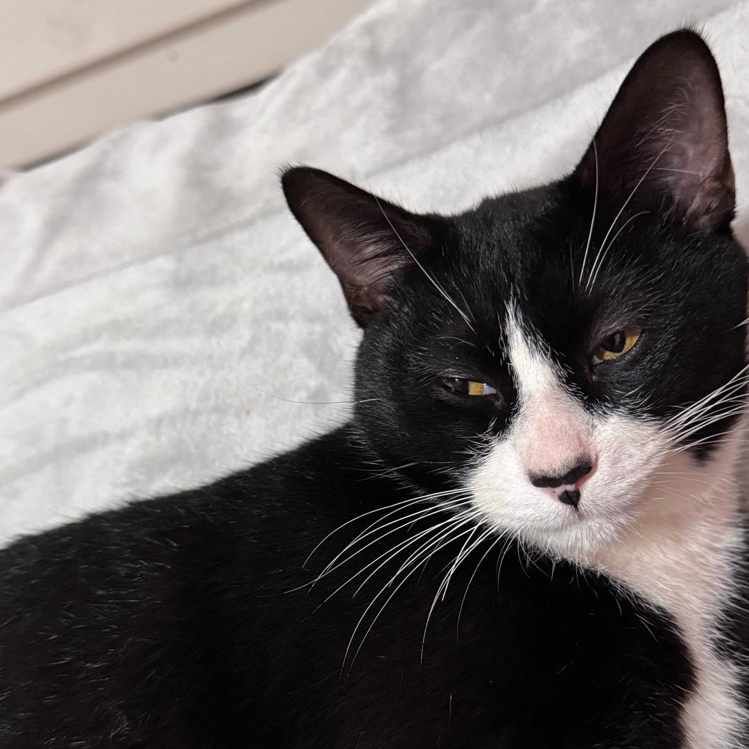 @咪吖和 黏黏的日常