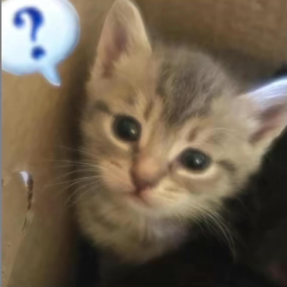 为什么叫小猫