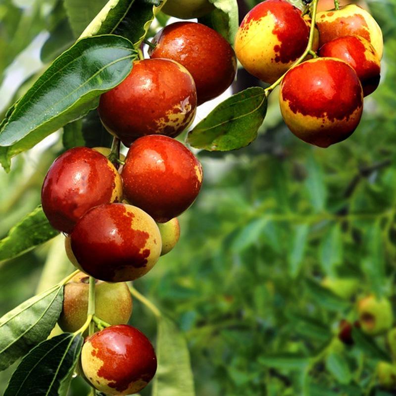 朝阳大枣果园（小程）