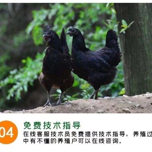 好再来活禽销售