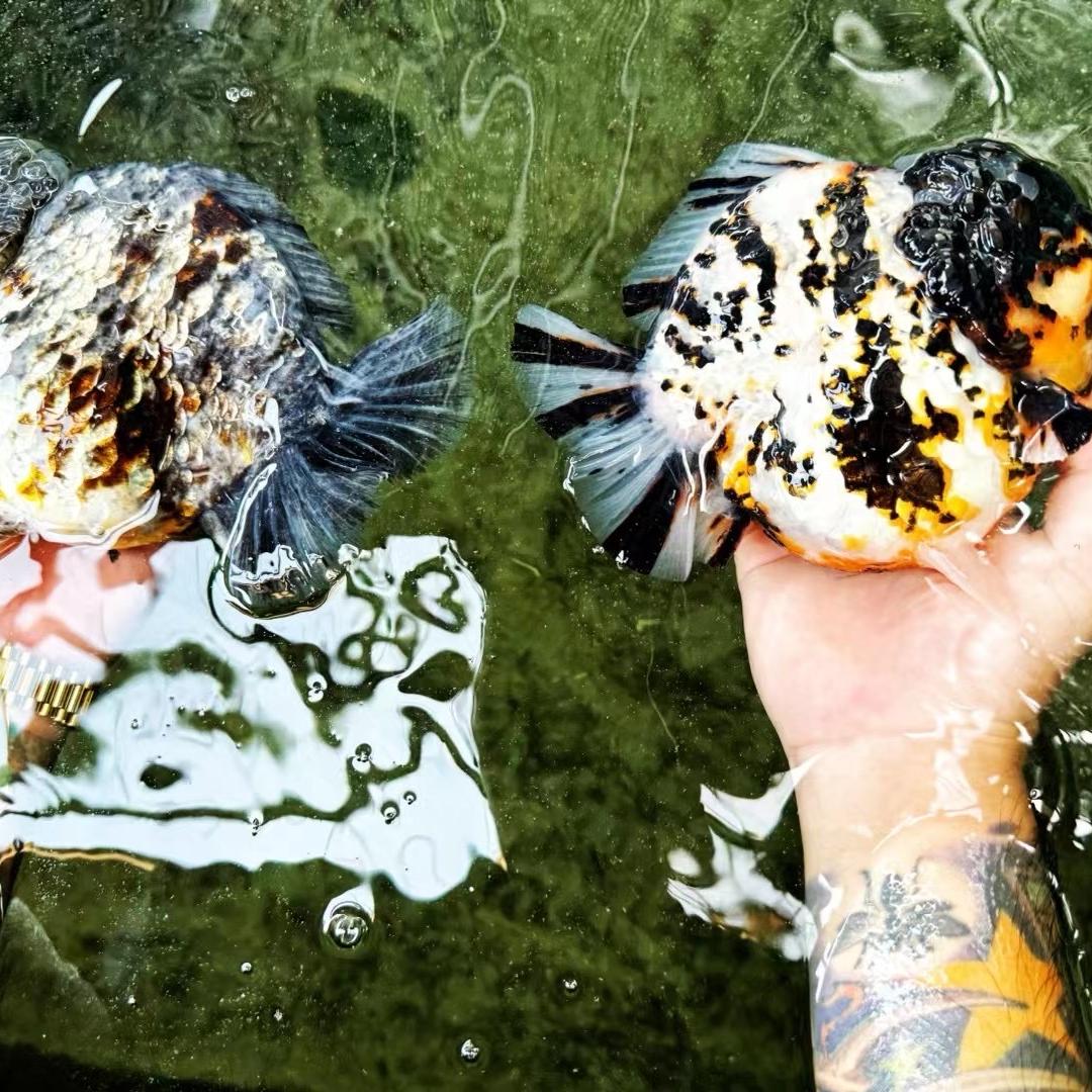群超水族