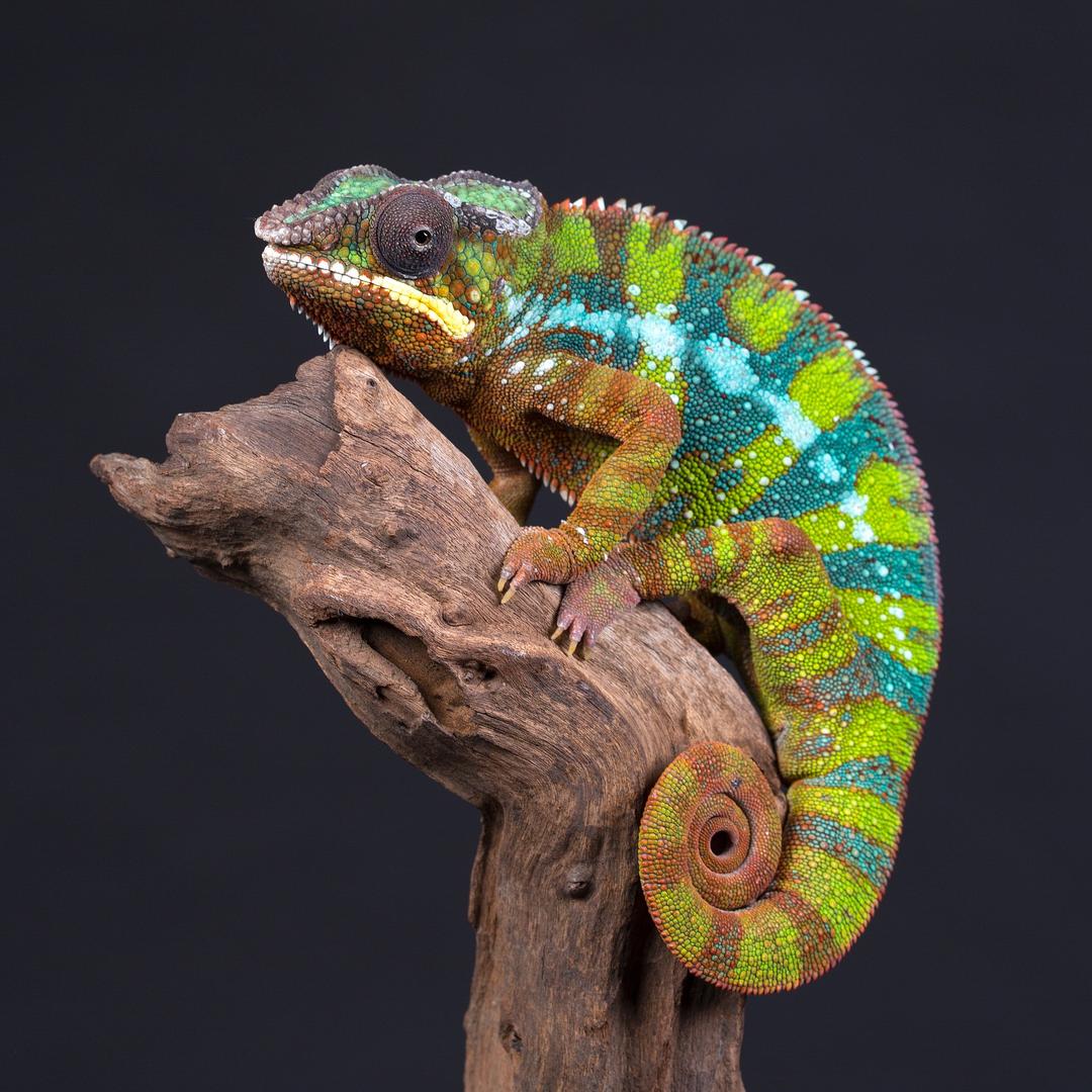 马鞍山虫趣动物馆 宋老师