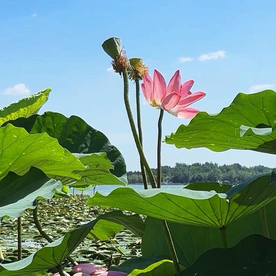 雨荷