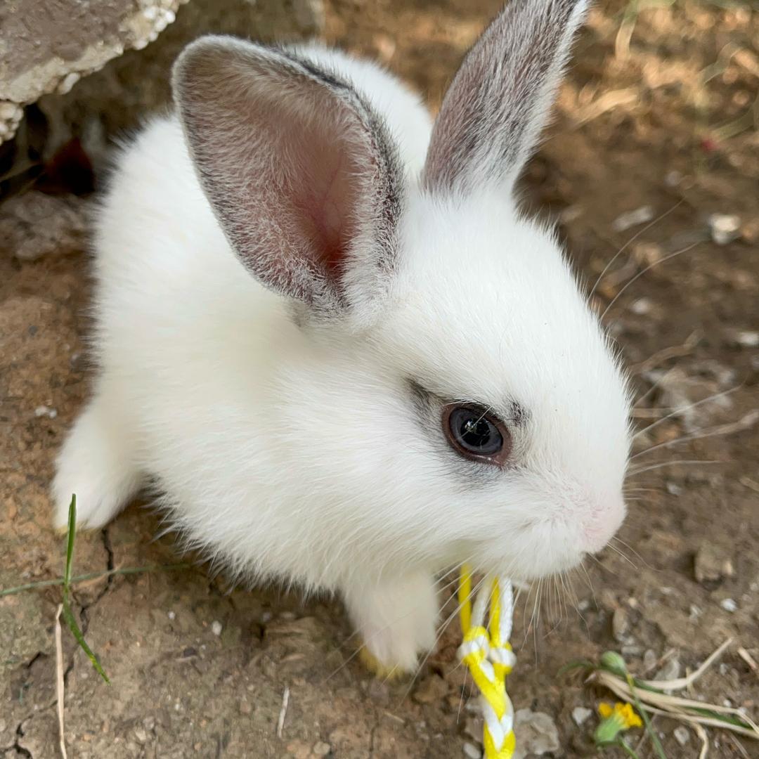 熊喵是只小兔叽～