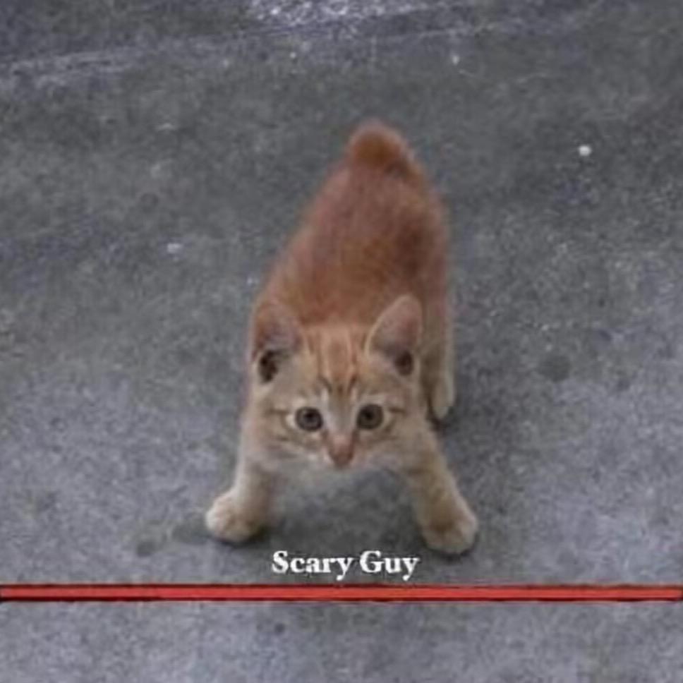 咪咪喵喵说什么听不懂