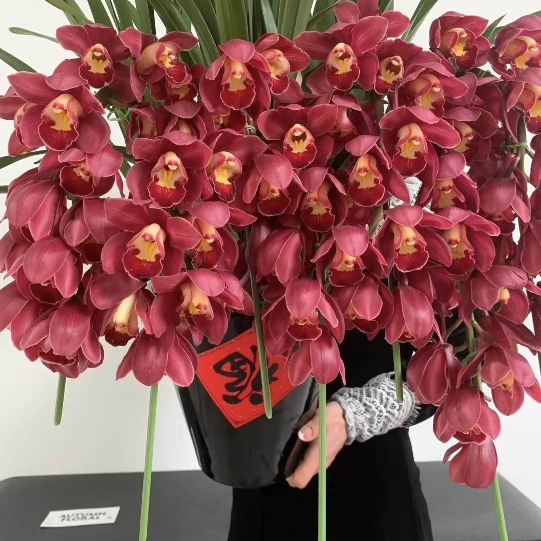董花园