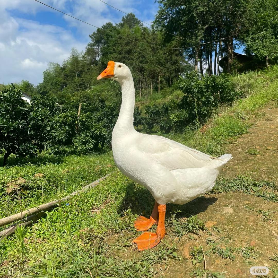 丹甄选橱窗