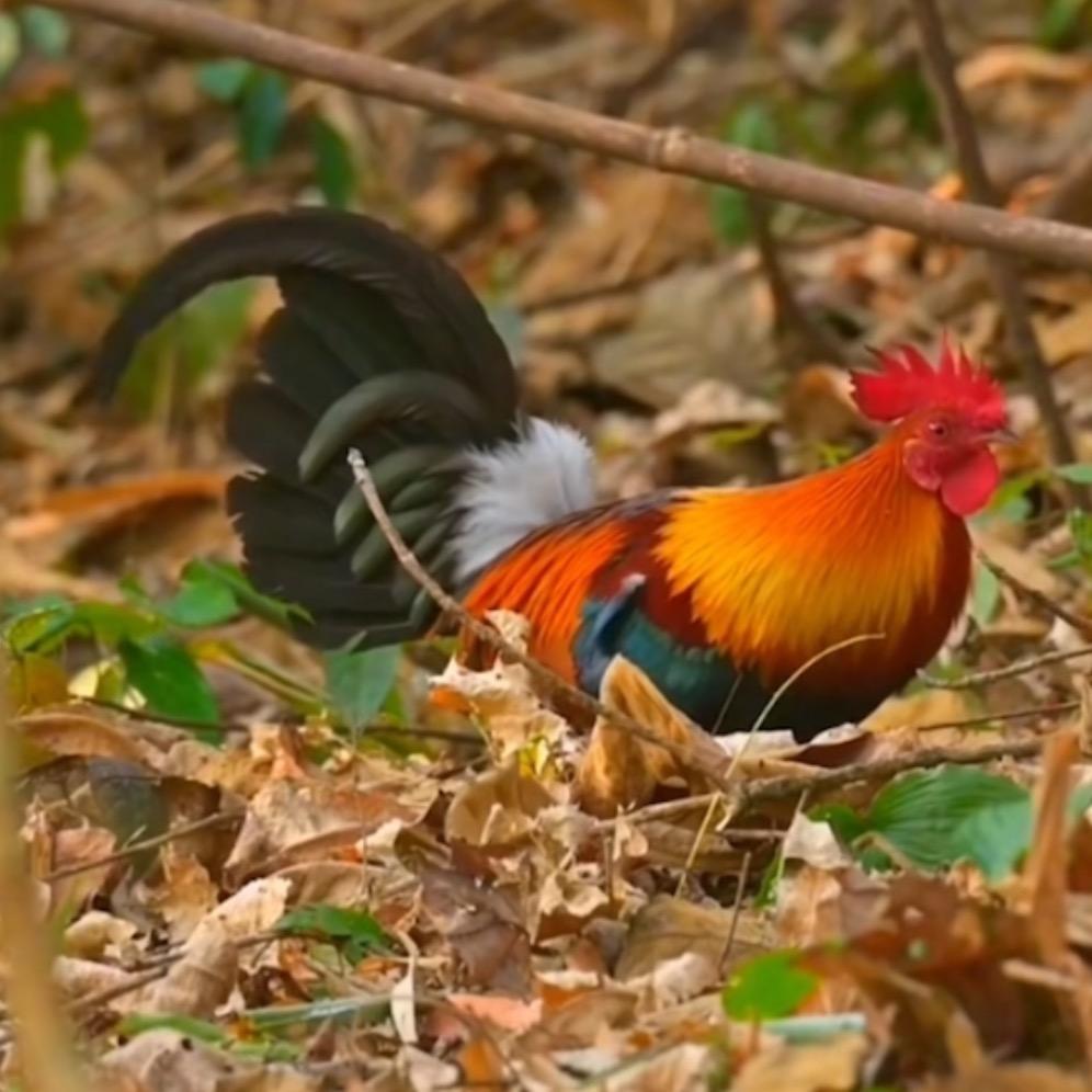 边境小左茶花鸡养殖