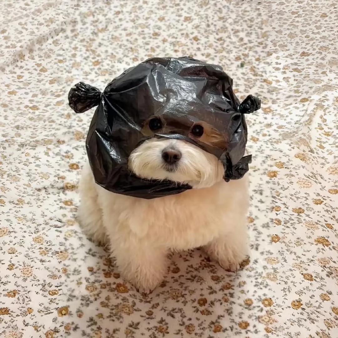 茜