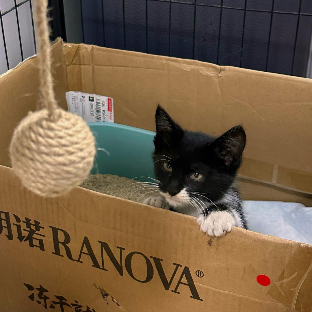 捡来的警长弟弟.