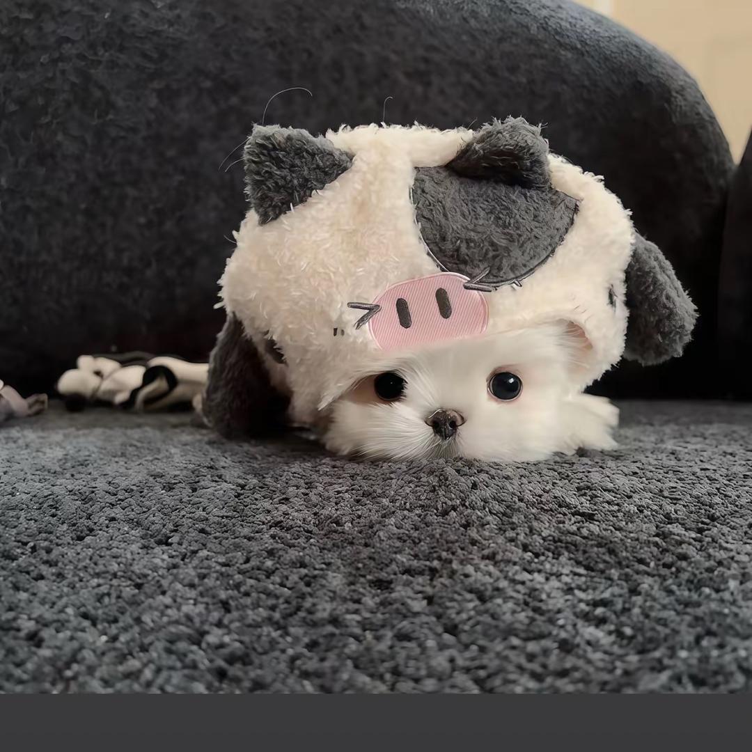 吴烦恼