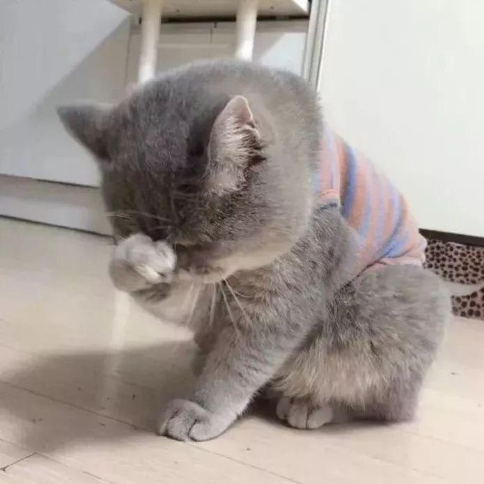 清酒✨
