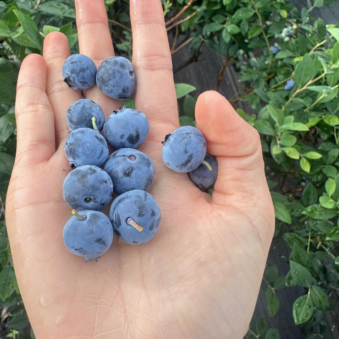 小雪卖水果啦🍒