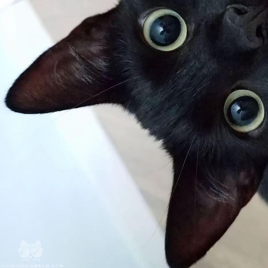 猫猫