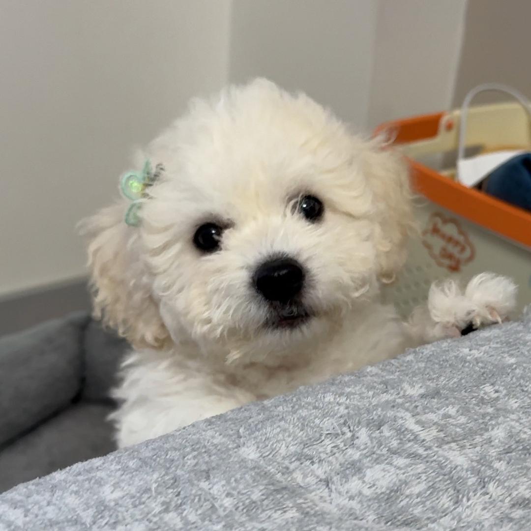 元宝麻麻