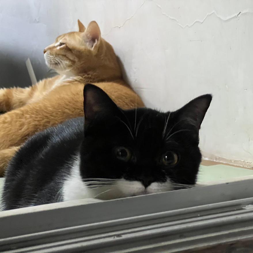 叉烧是只猫🐈