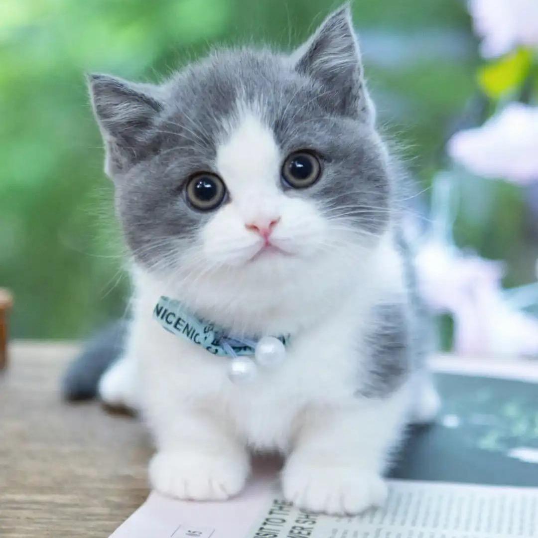 萌趣宠物用品生活坊