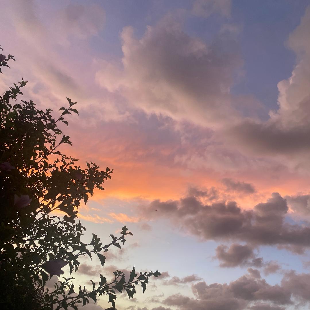🌸 恍惚之间