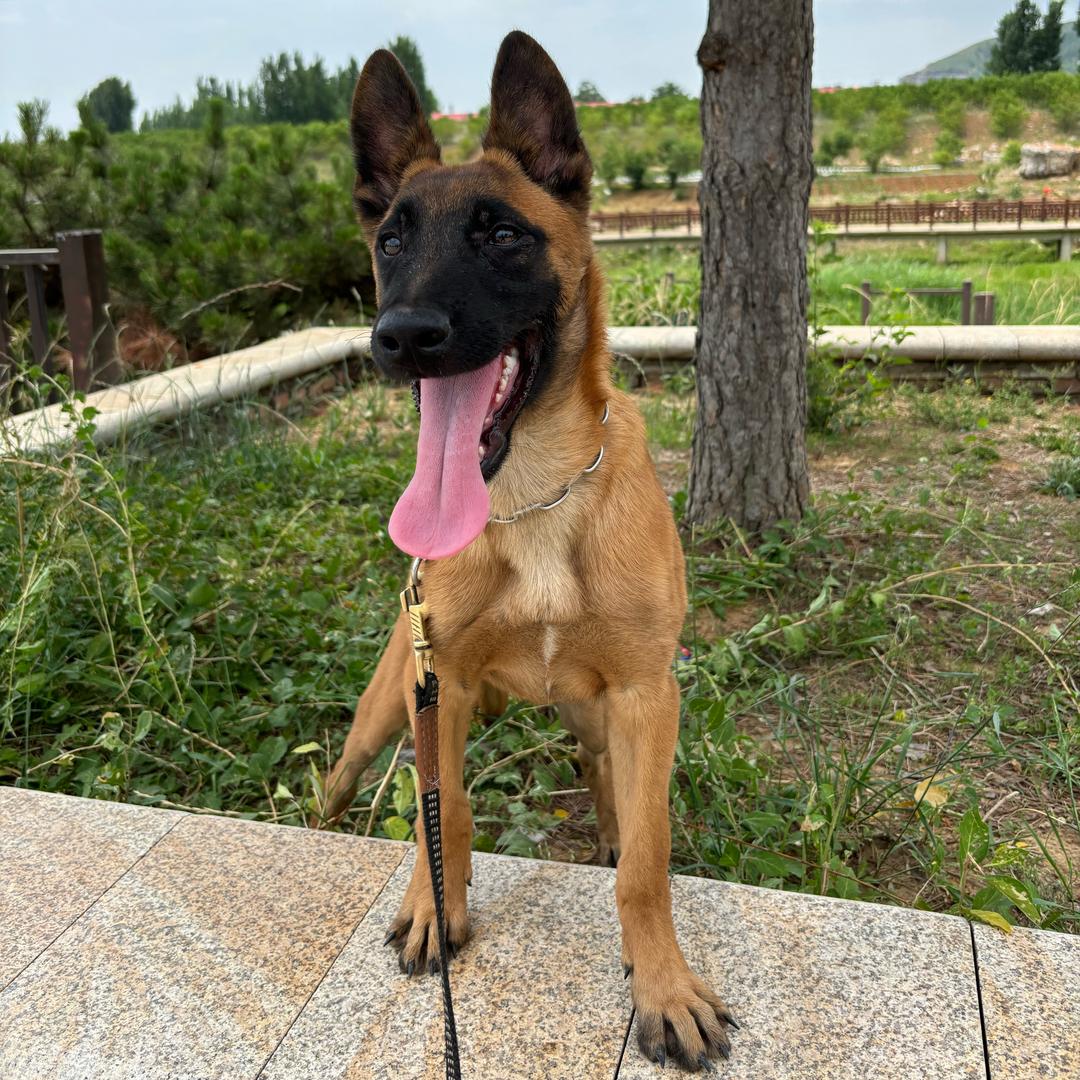 马犬千金