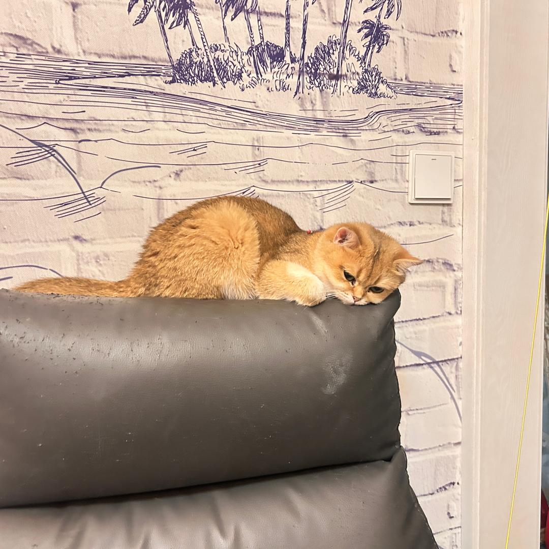 🐱蛋黄