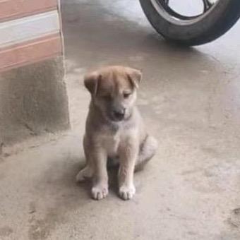 无法呼吸的鱼