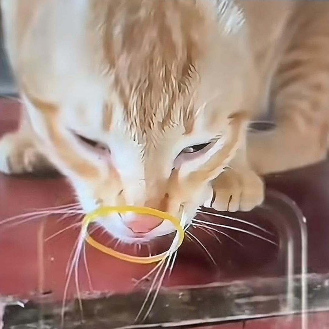 对豆瓣酱