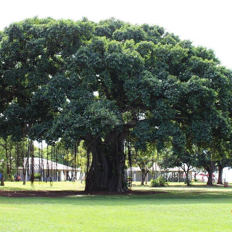 桥西崔佳佳口腔