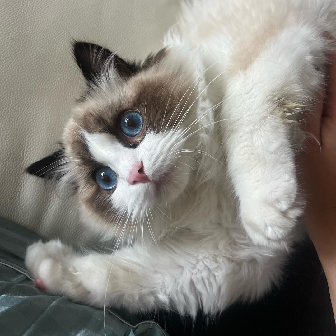 是小鹿呀