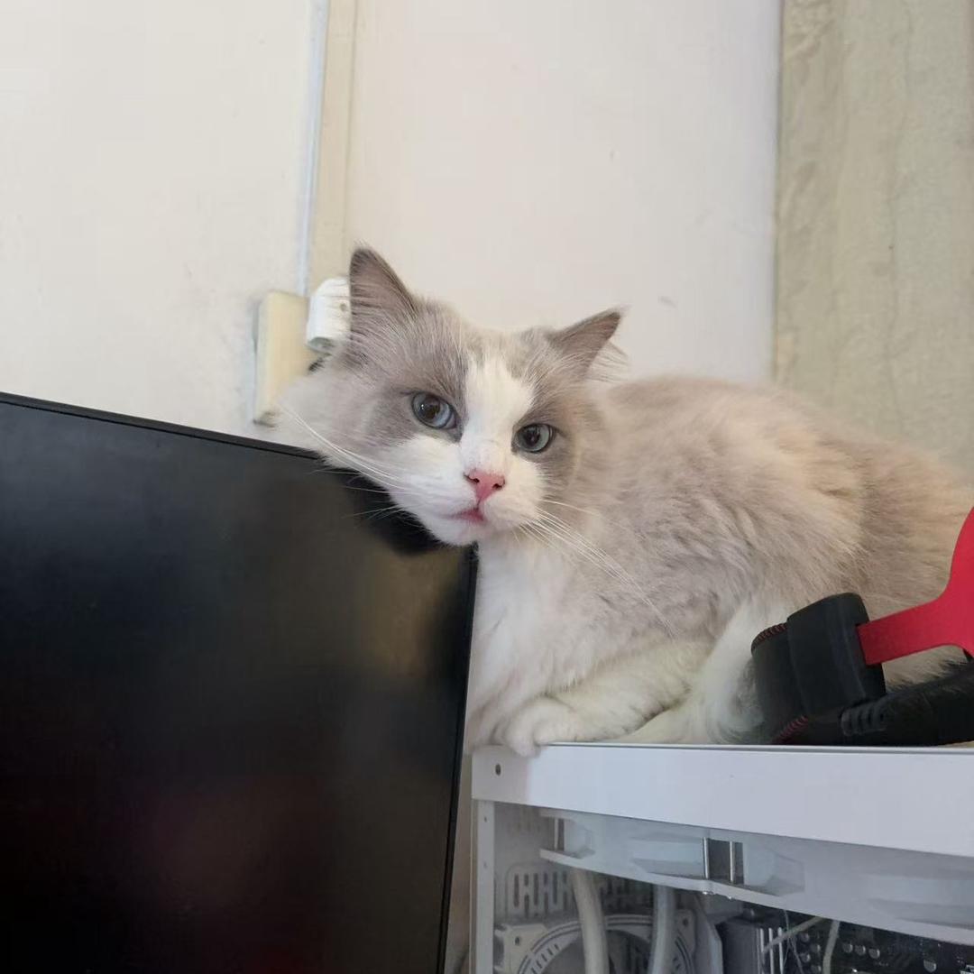 云想衣裳花想容、