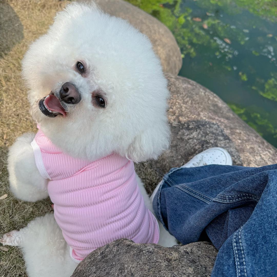 我叫铁柱🐶