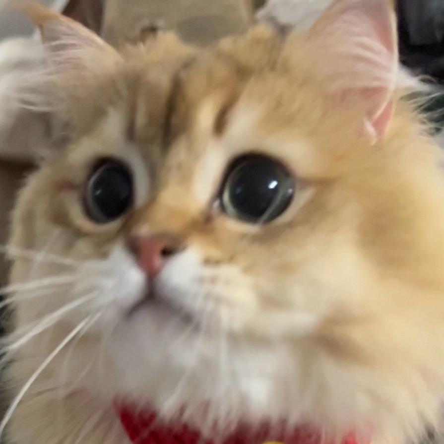 整颗咪🍤