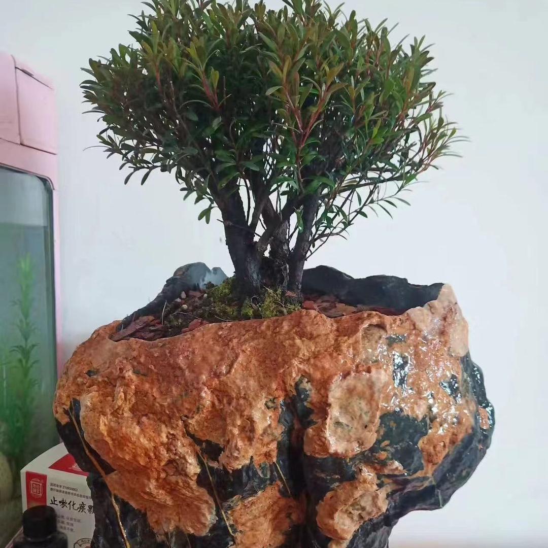 落魄校长灵璧奇石花盆