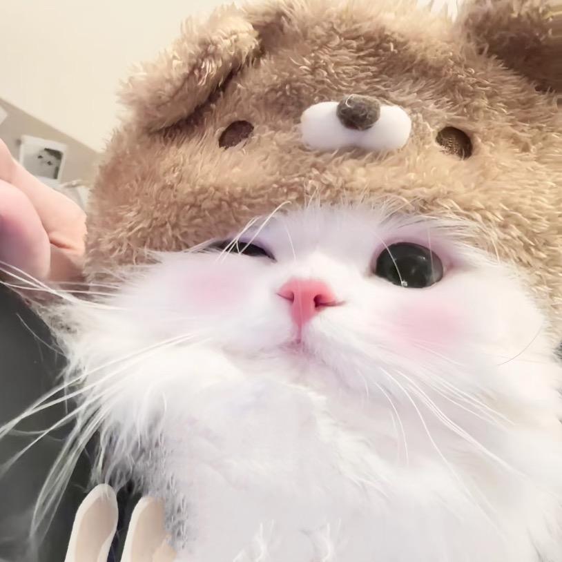 呆宝
