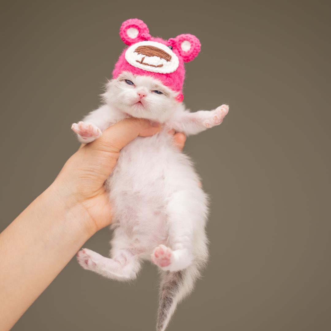 张宝彤不是猫大王
