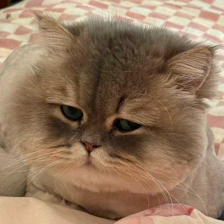 会养猫的琳琳（短腿版）