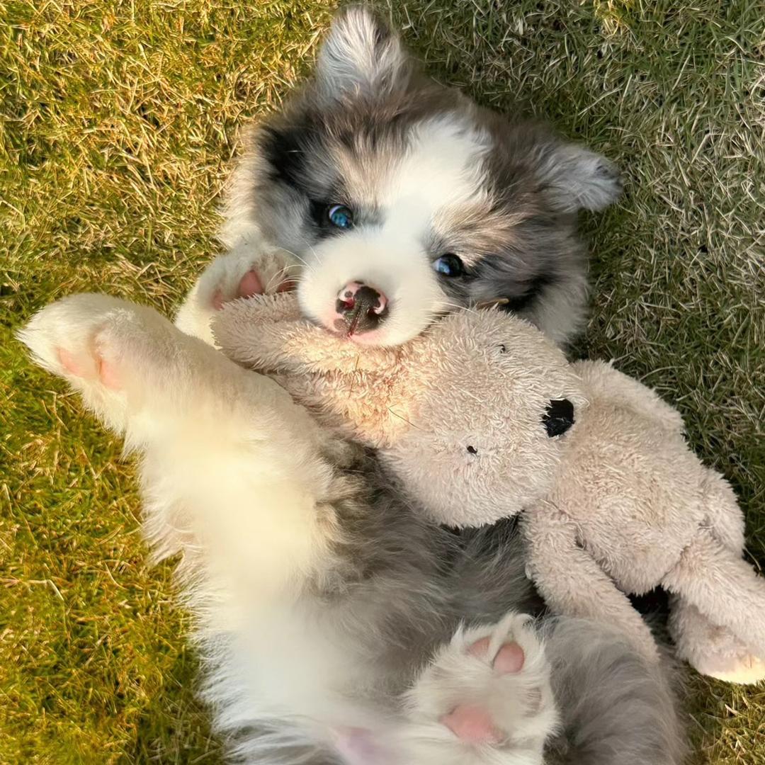 小🐏蘇西