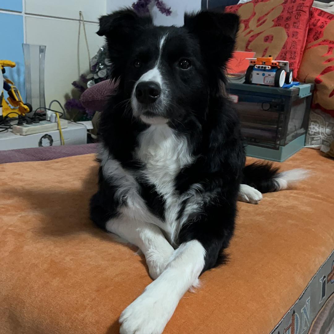 边牧松果日常（怀孕版）