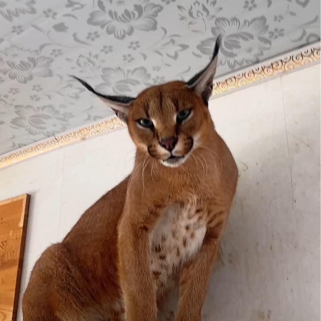 大勇狞猫薮猫（驯养）