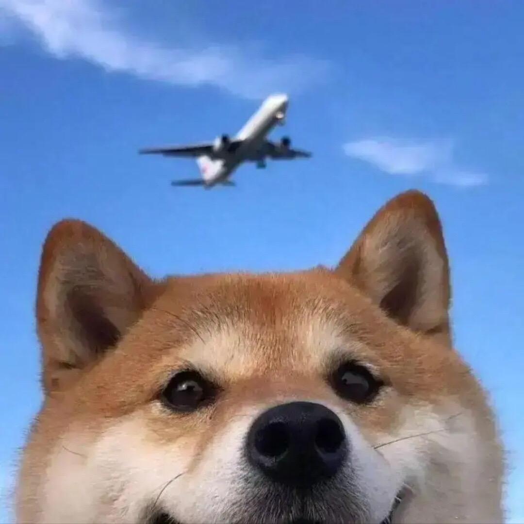 生如夏花