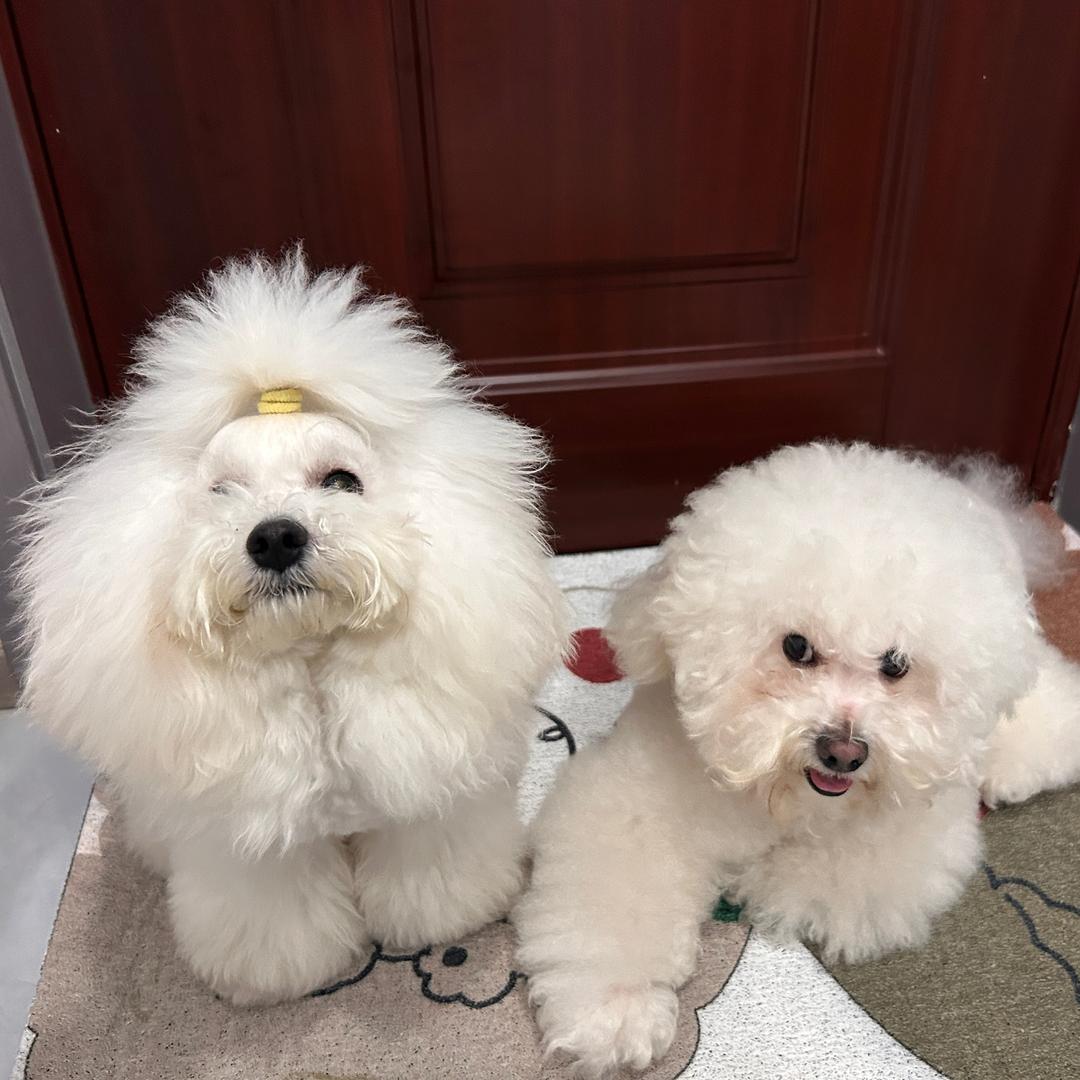 两只棉花糖