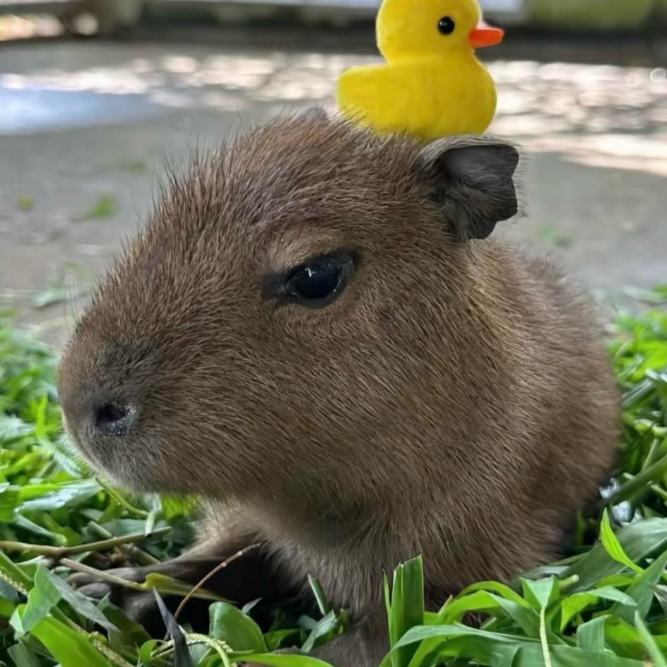 新疆妈妈烤包（武功山高反下撤）