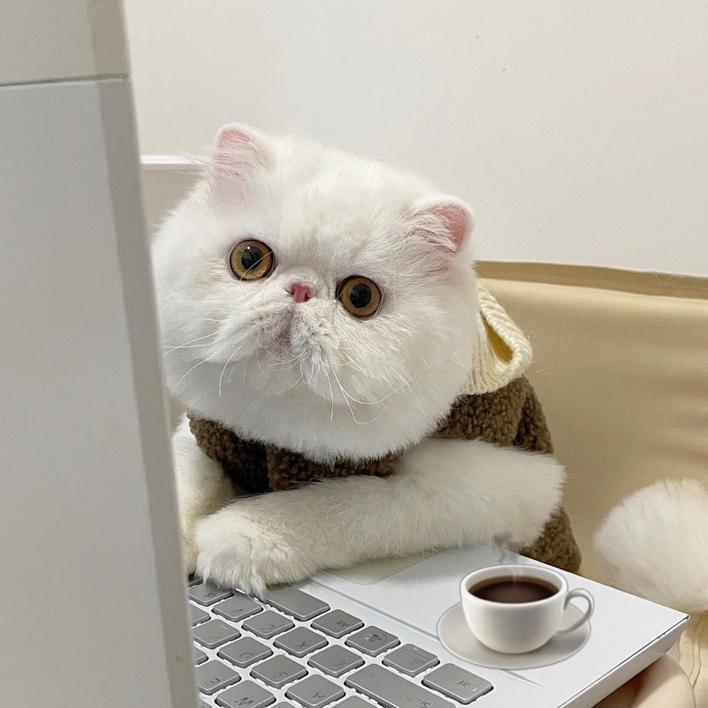 养一猫