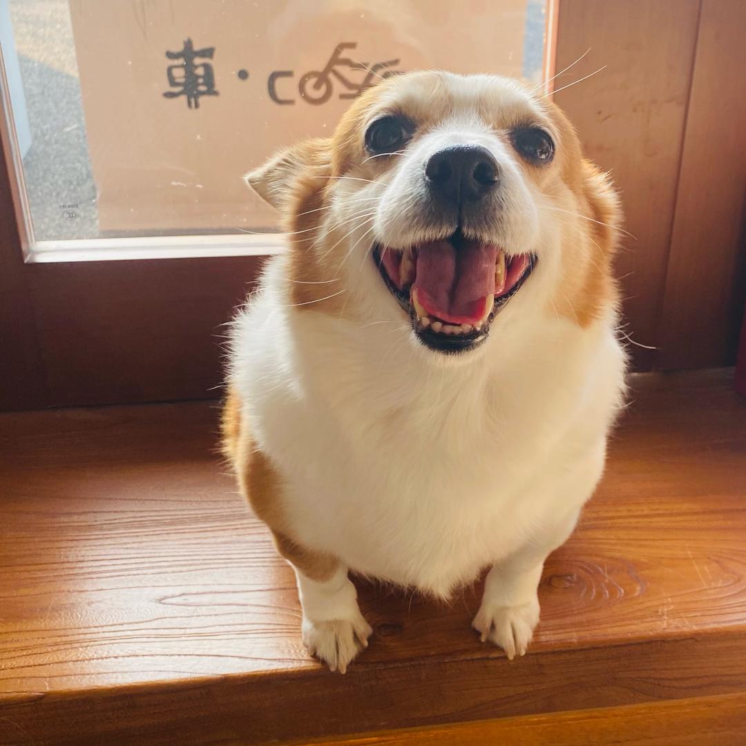 珍妮
