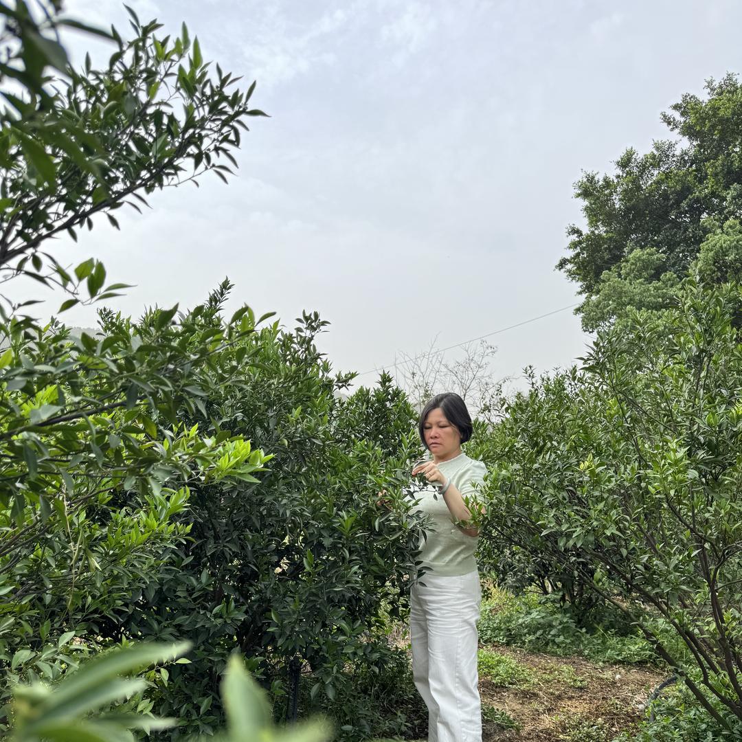 新会小唐陈皮