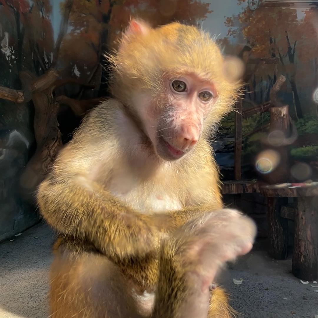 性质待定的Malou.🐒