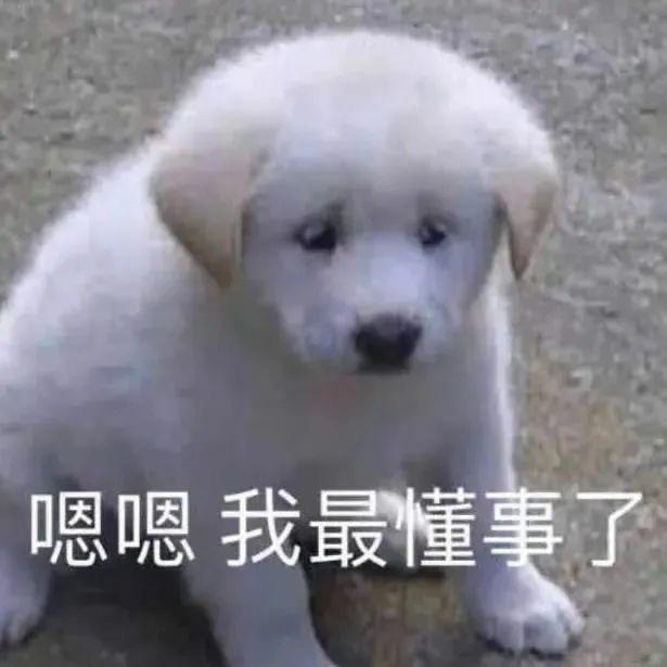 我的小狗很可爱