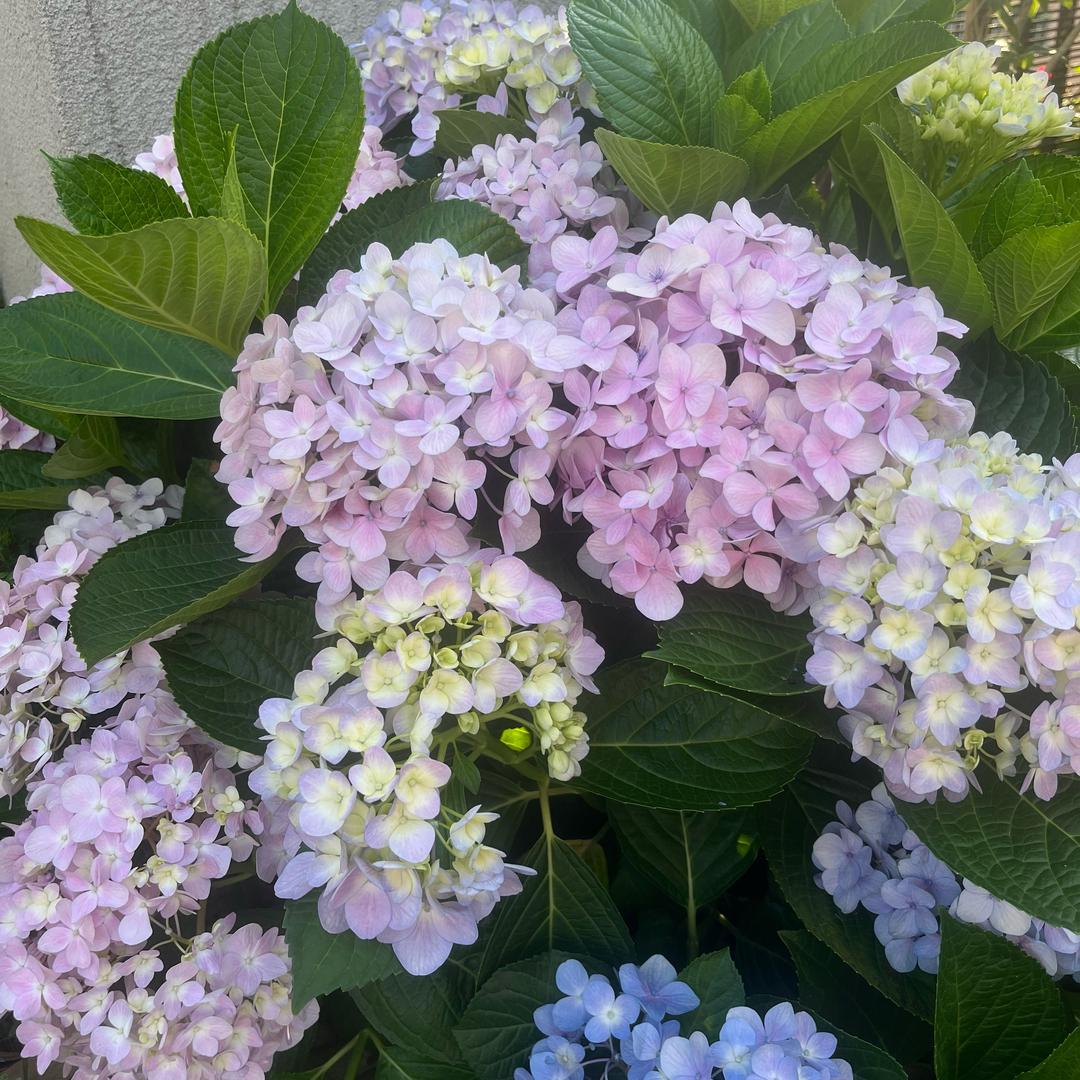蕊蕊..