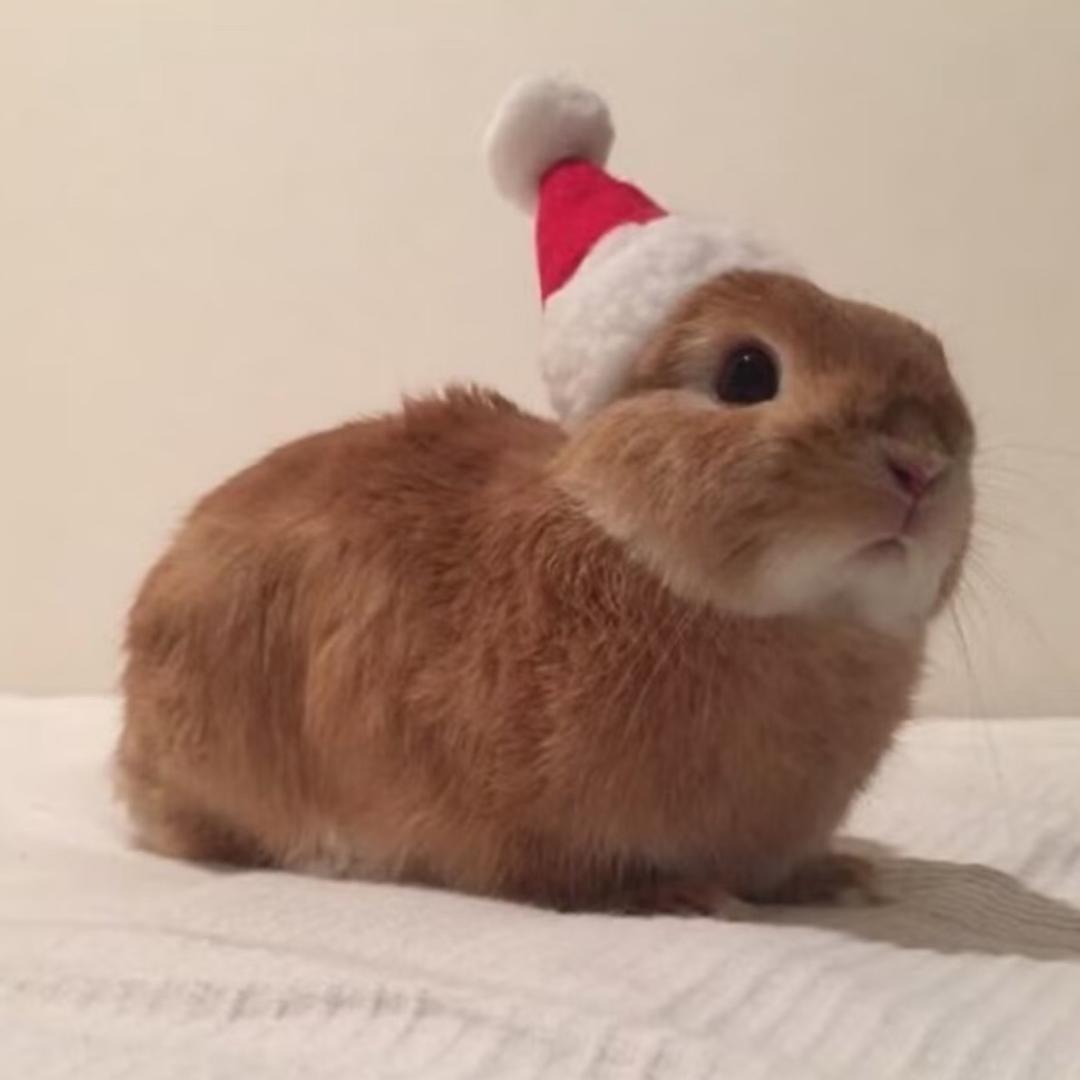 𝐄𝐯𝐞𝐥𝐲𝐧