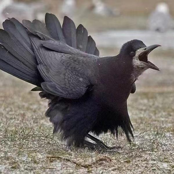 驾着蜗牛🐌上高速